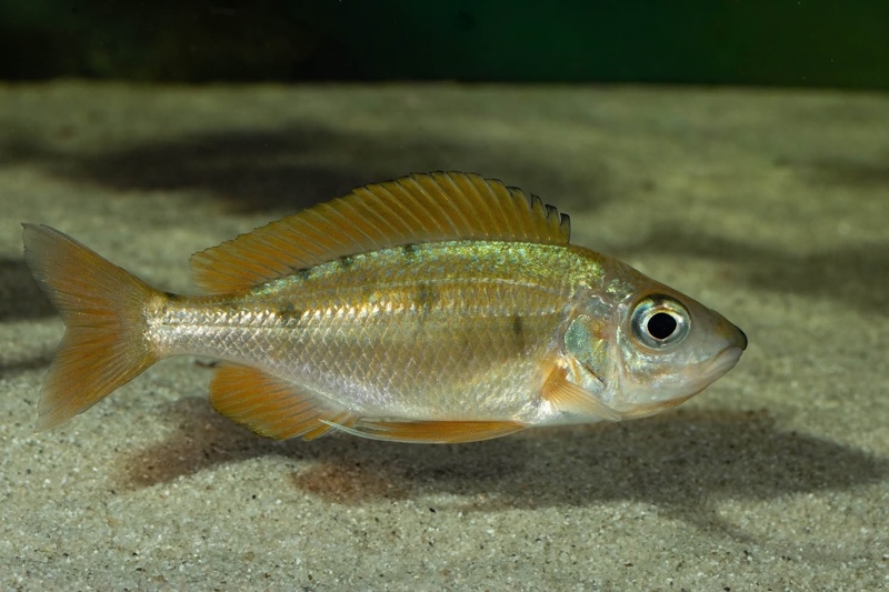 Ophthalmotilapia nasuta 'Kipili'